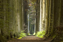 Obraz Tajomný les 
